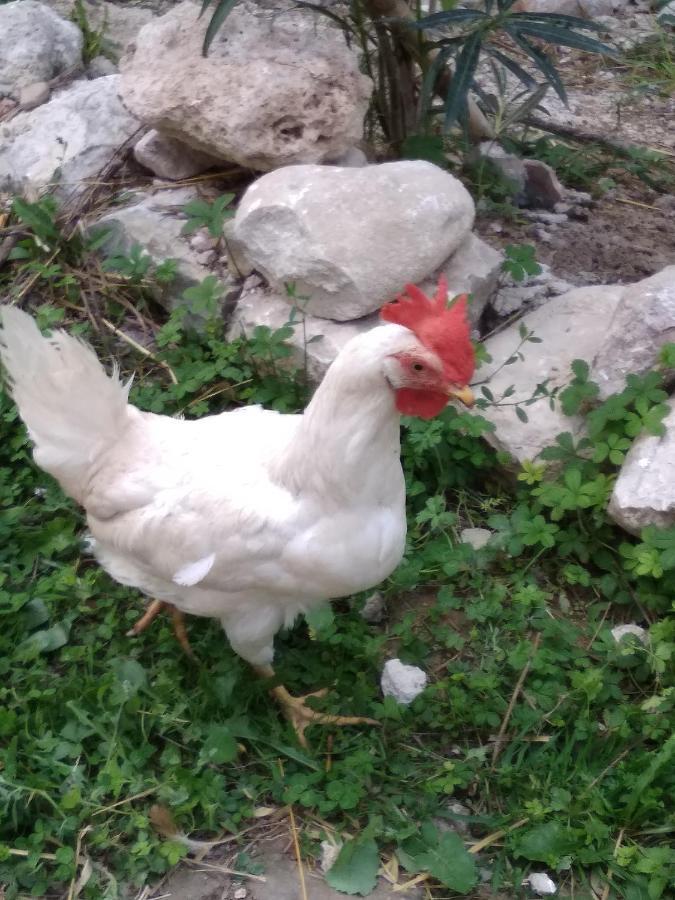 La Masseria Di Antonio E Teresina Colli a Volturno 外观 照片