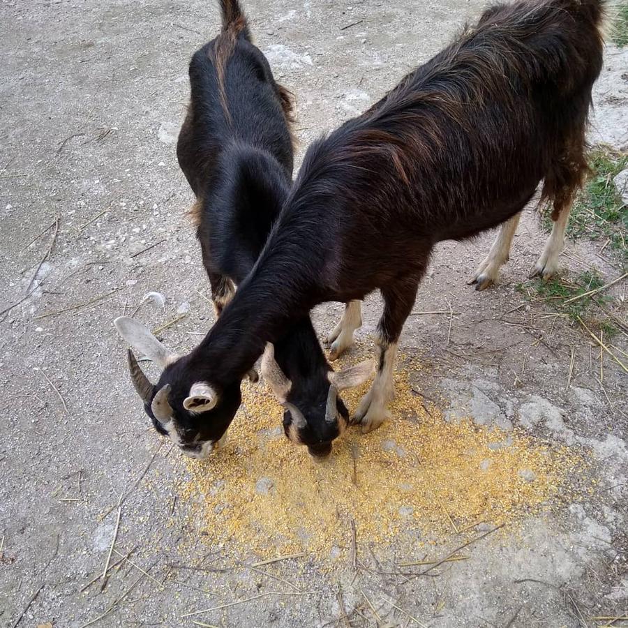 La Masseria Di Antonio E Teresina Colli a Volturno 外观 照片
