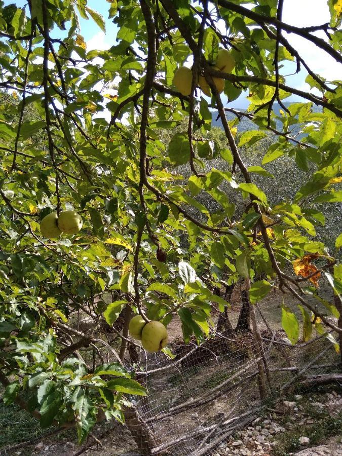 La Masseria Di Antonio E Teresina Colli a Volturno 外观 照片